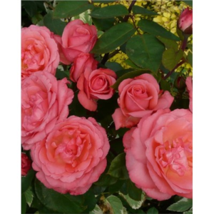 Роза пантера роуз фото и описание